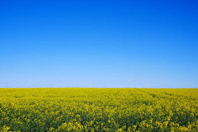 Scenic view of oilseed rape field against clear blue sky