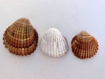 shell