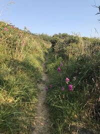 Plants growing on field against sky