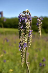 Close-up of purple flowering plant on field