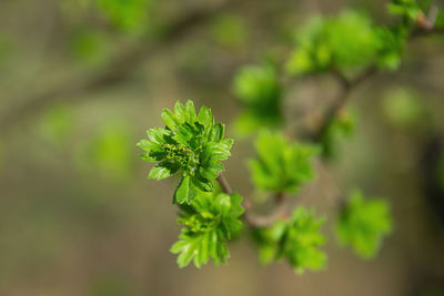plant