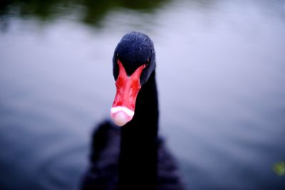 Close-up of swan swimming in lake