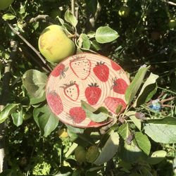 Close-up of fruits growing on tree