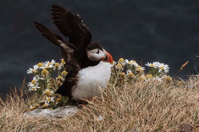 Close-up of bird on field