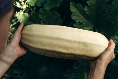 Cropped hand of man holding pumpkin