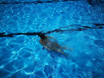 High angle view of swimming underwater in pool