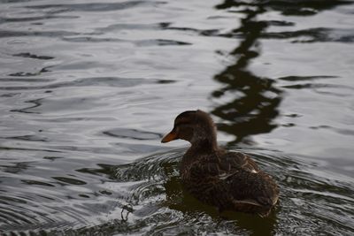 Close-up of duck swimming on lake