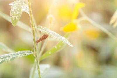 Close-up of yellow flowering plant