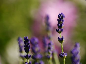 Close-up of lavender blooming outdoors