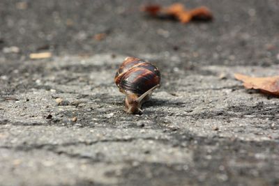 Close-up of snail on road