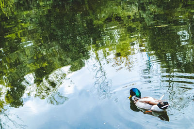 Ducks swimming in lake