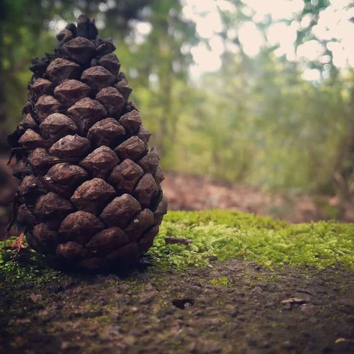 STACK OF PINE CONES IN FOREST