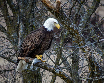 Low angle view of eagle perching on tree