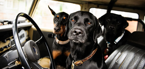 View of black dogs sitting in car