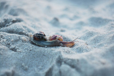 Close-up of crab on sand