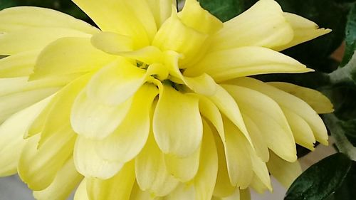 Close-up of yellow flower blooming outdoors