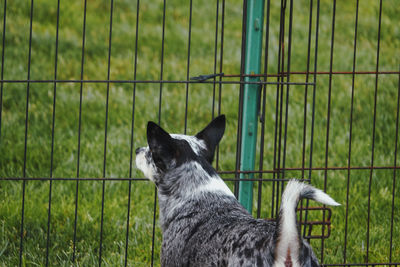 View of a dog looking through metal fence