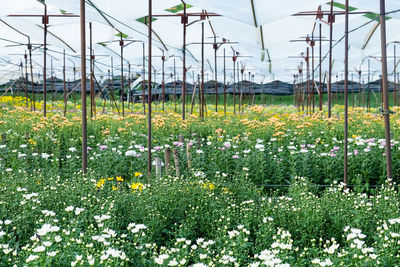 View of flowering plants on field