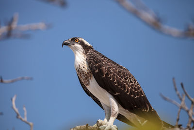 Osprey bird of prey pandion haliaetus perches on a tree at clam pass in naples, florida 