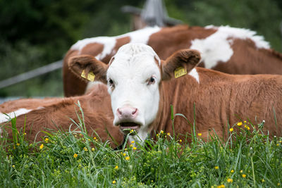 Portrait of cow on field