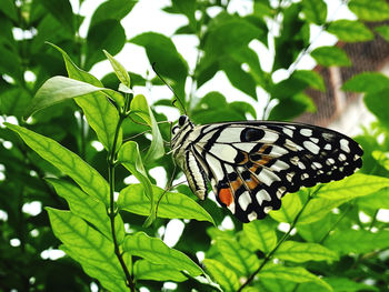 Close-up of butterfly on leaves