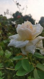 Close-up of white rose