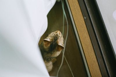 High angle view of cat