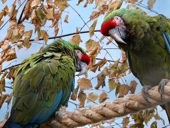 Low angle view of birds perching on tree