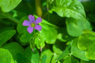 Close-up of purple flowering plant