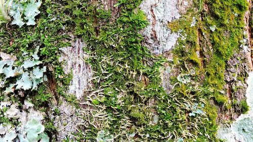 Close-up of moss growing on tree trunk