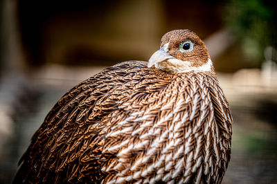 One female lady amherst's pheasant. portrait of chrysolophus amherstiae. beauty in nature.