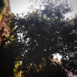 Low angle view of tree