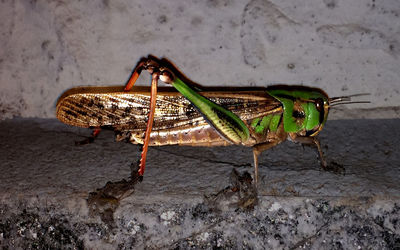 Close-up of insect