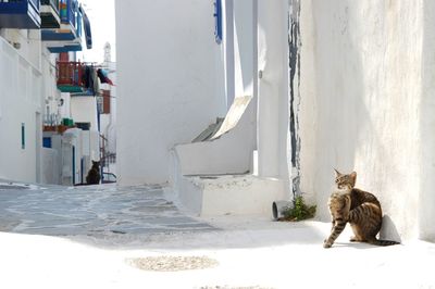 Two cats living in mykonos town