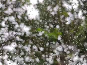 Full frame shot of wet plants during rainy season