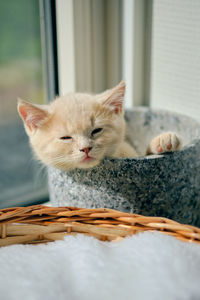 Portrait of a very tired ginger kitten napping in a ceramic pot on a sunny windowsill 