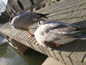 High angle view of seagull perching on a lake