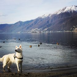 Dogs on beach against sky