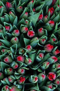 Full frame shot of various flowers at market