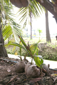 View of bird on palm tree