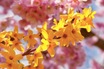 Close-up of yellow flowering plant