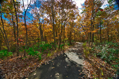 Trees in forest during autumn