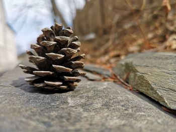 Close-up of pine cone on rock