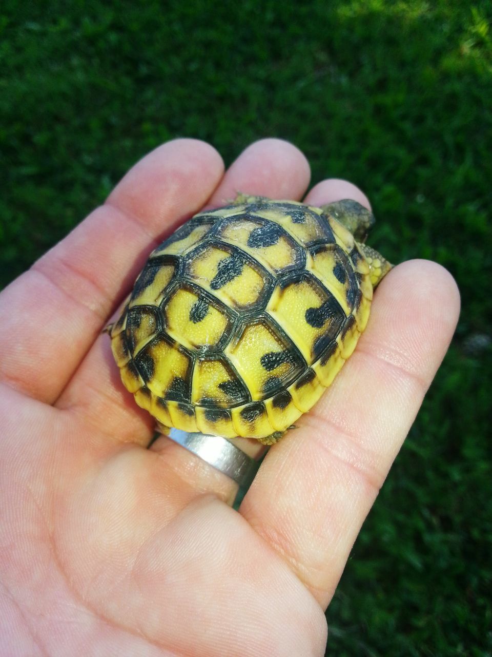 person, animal themes, one animal, animals in the wild, wildlife, human finger, part of, holding, close-up, unrecognizable person, cropped, insect, focus on foreground, personal perspective, animal shell, nature, showing