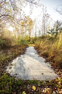 Dirt road amidst trees during autumn