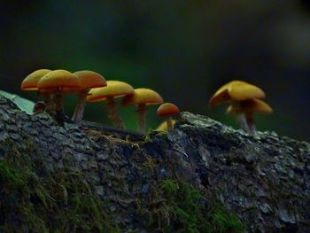 Close-up of mushrooms growing on rock