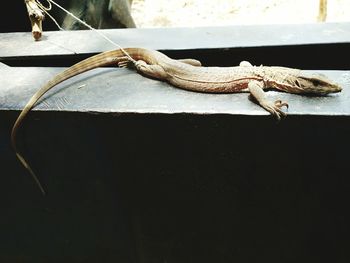 Close-up of lizard on table