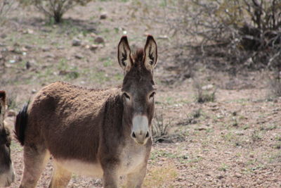 Portrait on donkey on field