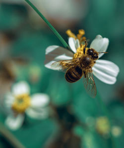 Close-up of bee pollinating on flower
