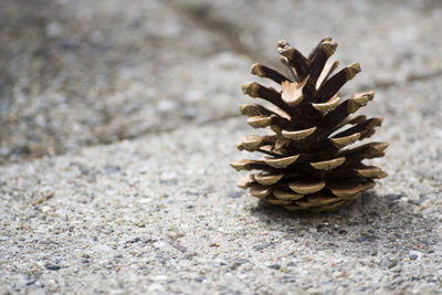 Close-up of pine cone on footpath
